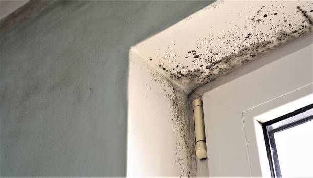  Center Hill, FL Mold Removal Pros