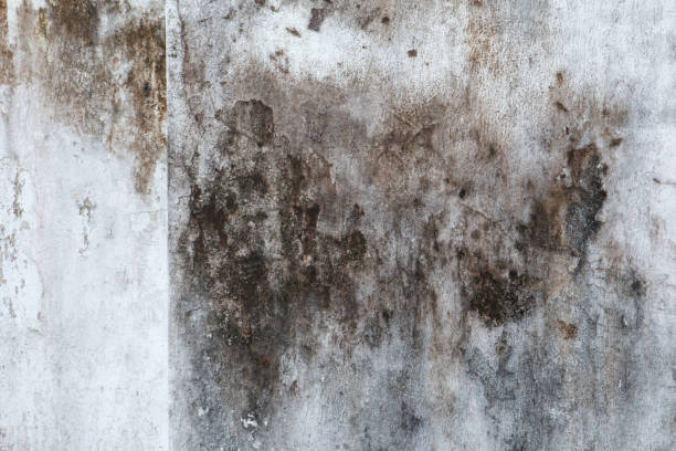 Best Post-Construction Mold Inspection  in Center Hill, FL
