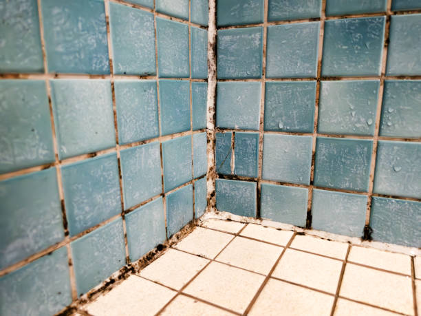 Best Environmental Consulting for Mold Prevention  in Center Hill, FL