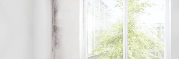 Best Comprehensive Air Testing for Mold Contaminants  in Center Hill, FL