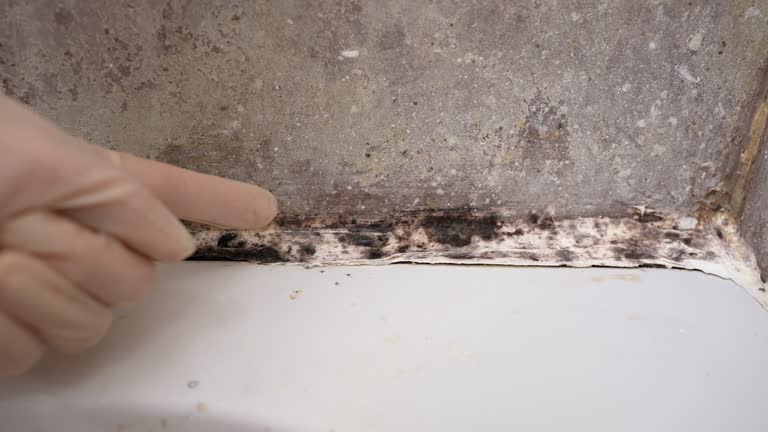 Best Attic Mold Removal  in Center Hill, FL