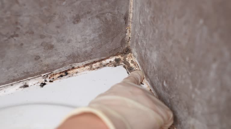 Best Mold Documentation for Insurance Claims  in Center Hill, FL